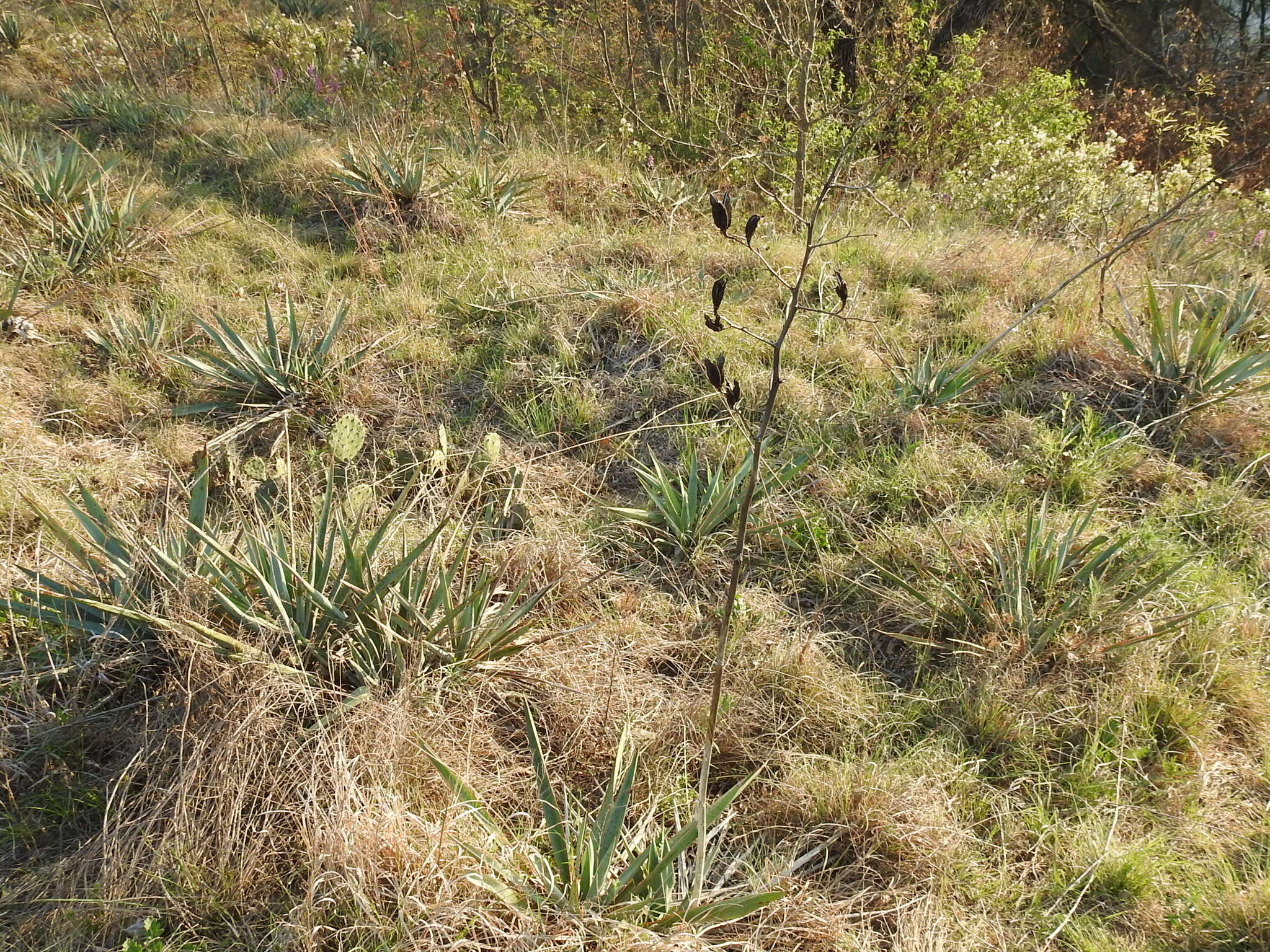 Image of twistleaf yucca