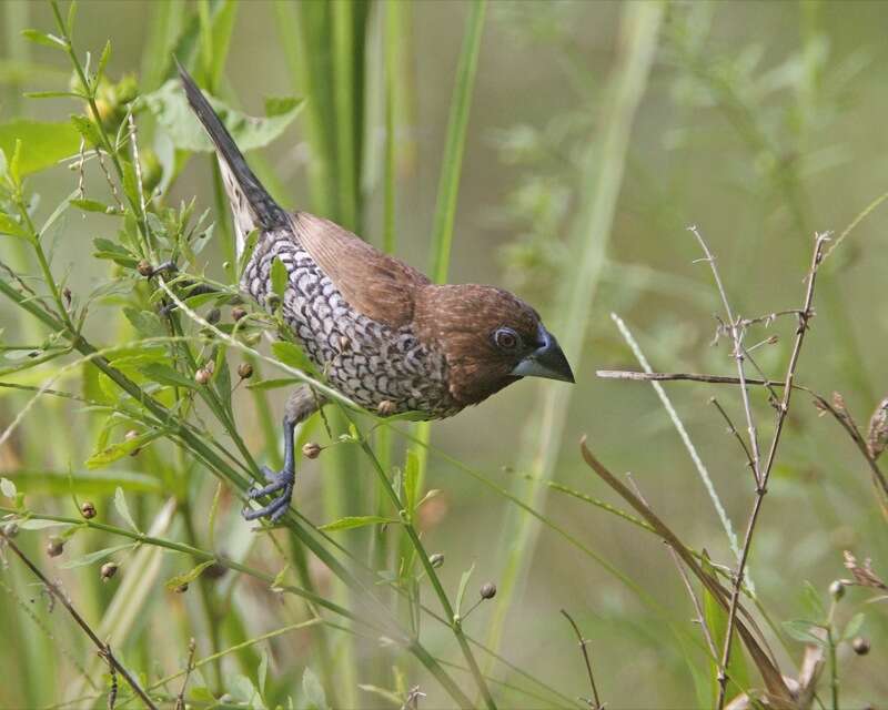 Image of Nutmeg Mannikin