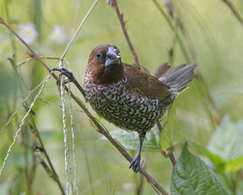 Image of Nutmeg Mannikin