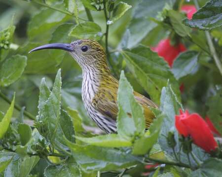 Image of Streaked Spiderhunter