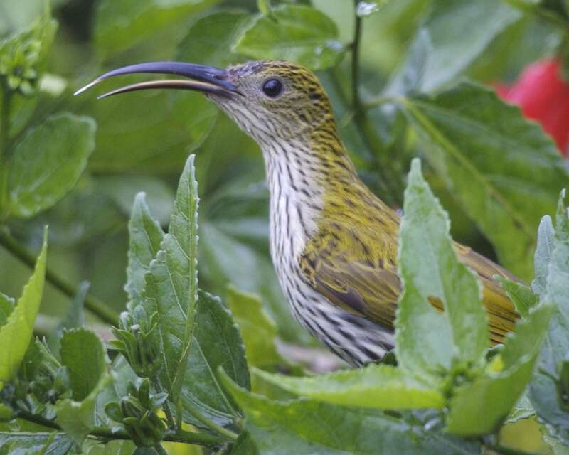 Image of Streaked Spiderhunter