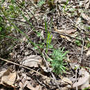 Image of Stylidium brunonianum Benth.