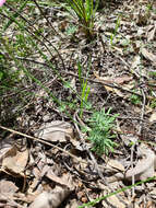 Image of Stylidium brunonianum Benth.