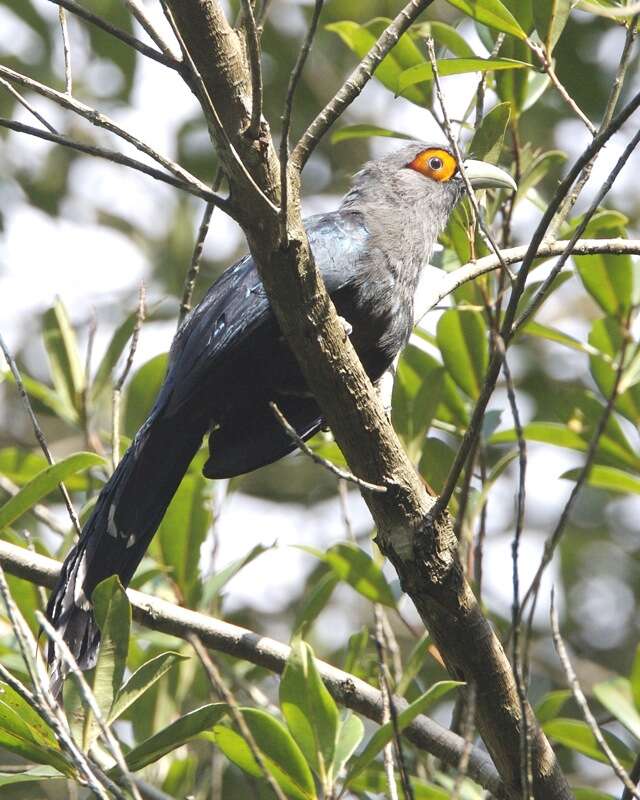 Image of Chestnut-bellied Malkoha