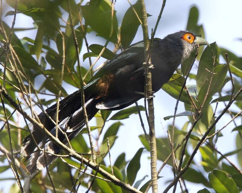 Image of Chestnut-bellied Malkoha