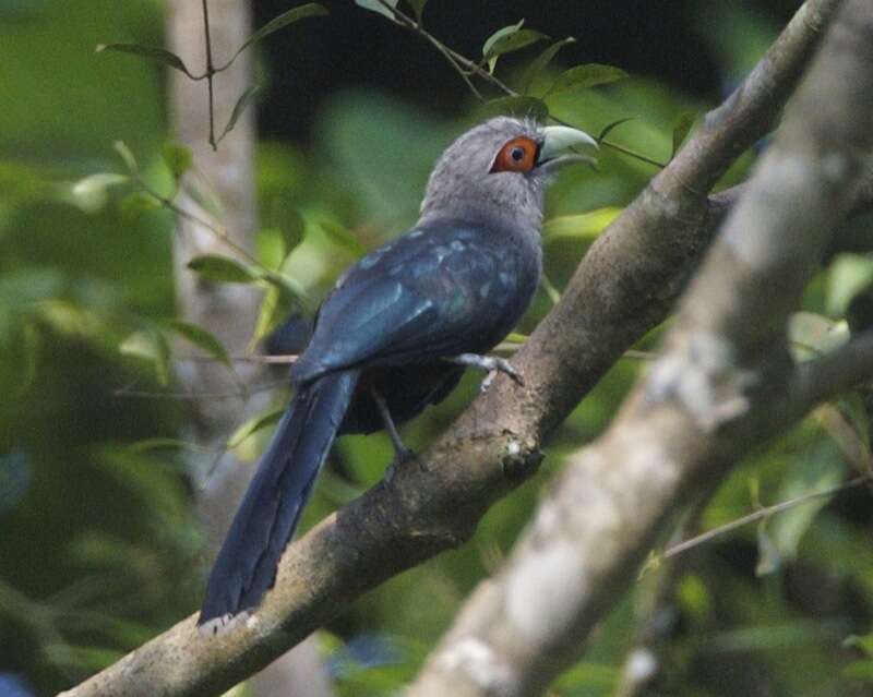 Image of Chestnut-bellied Malkoha