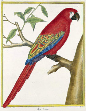 Image of <i>Ara guadeloupensis</i>