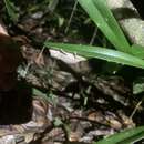 Image of Elongate Leaf Chameleon