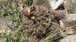 Image of Gymnocalycium reductum (Link) Pfeiff. ex Mittler