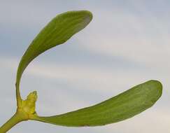 Image of European mistletoe