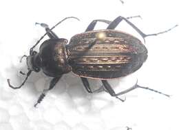 Image of immigrant sausage ground beetle