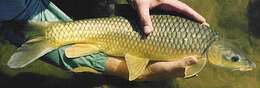 Image of Smallmouth yellowfish