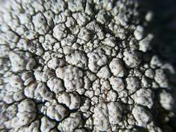 Image of California pore lichen