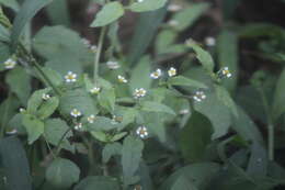 Image of Galinsoga parviflora var. parviflora