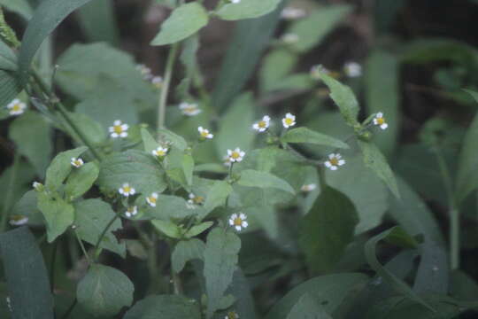 Galinsoga parviflora var. parviflora resmi