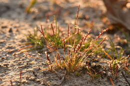 Image of early sand-grass