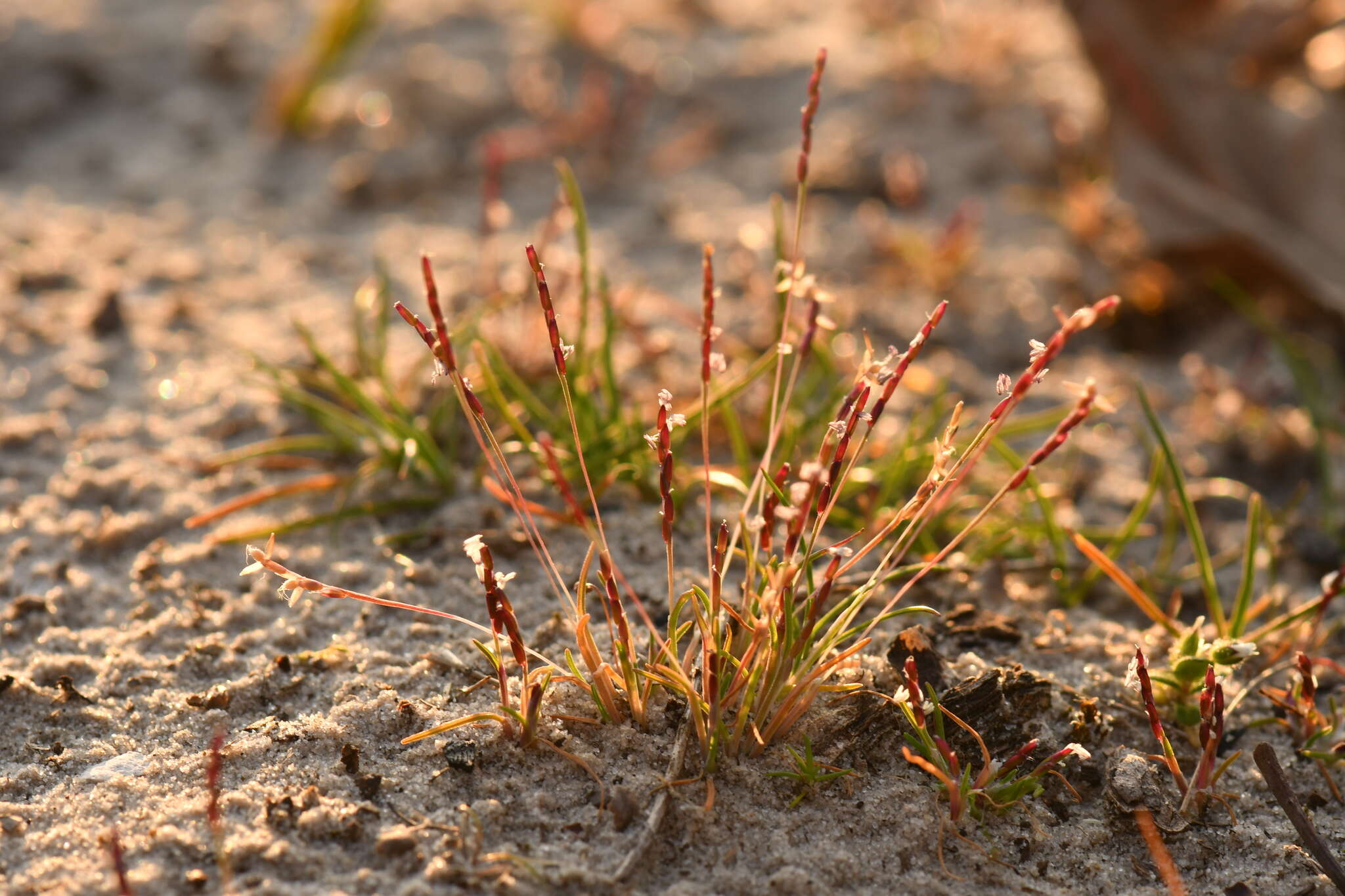 Слика од Mibora minima (L.) Desv.