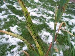 Image de Puccinia coronata Corda 1837