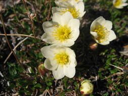 Image of entireleaf mountain-avens