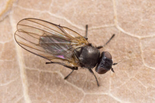 Image of Earomyia