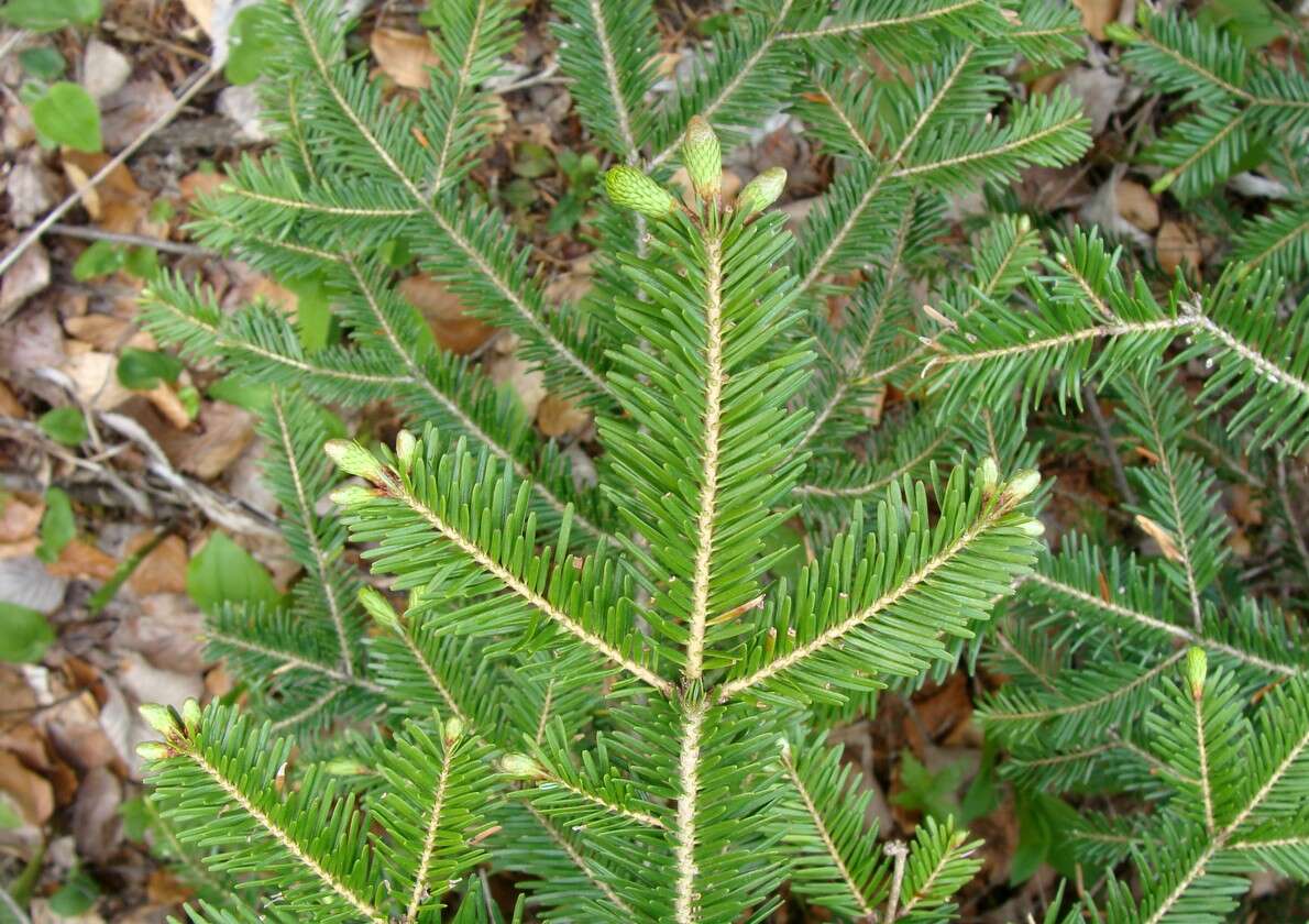 Image of Silver Fir