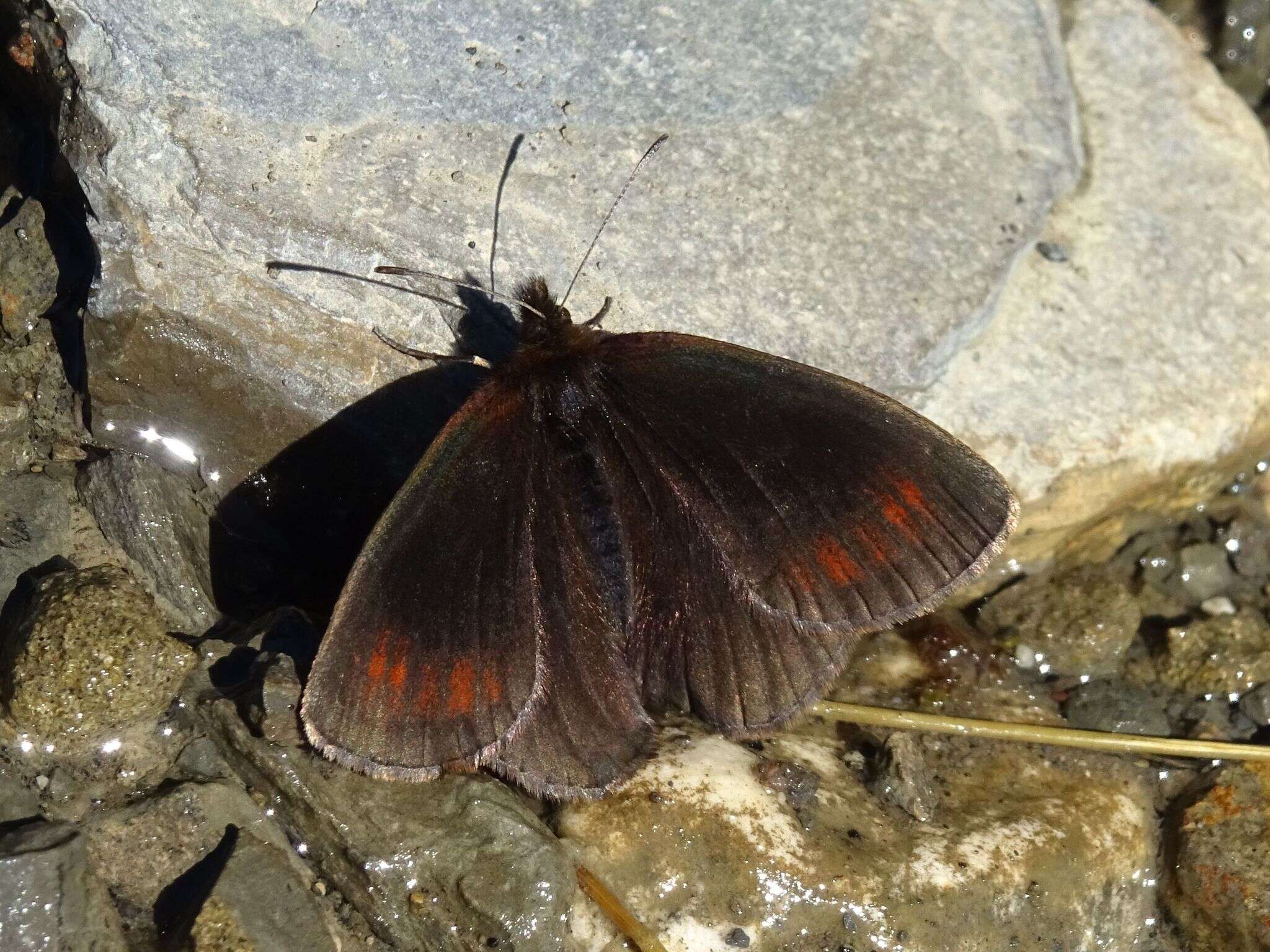 Image of Water Ringlet