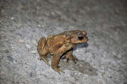 Bufo verrucosissimus (Pallas 1814) resmi