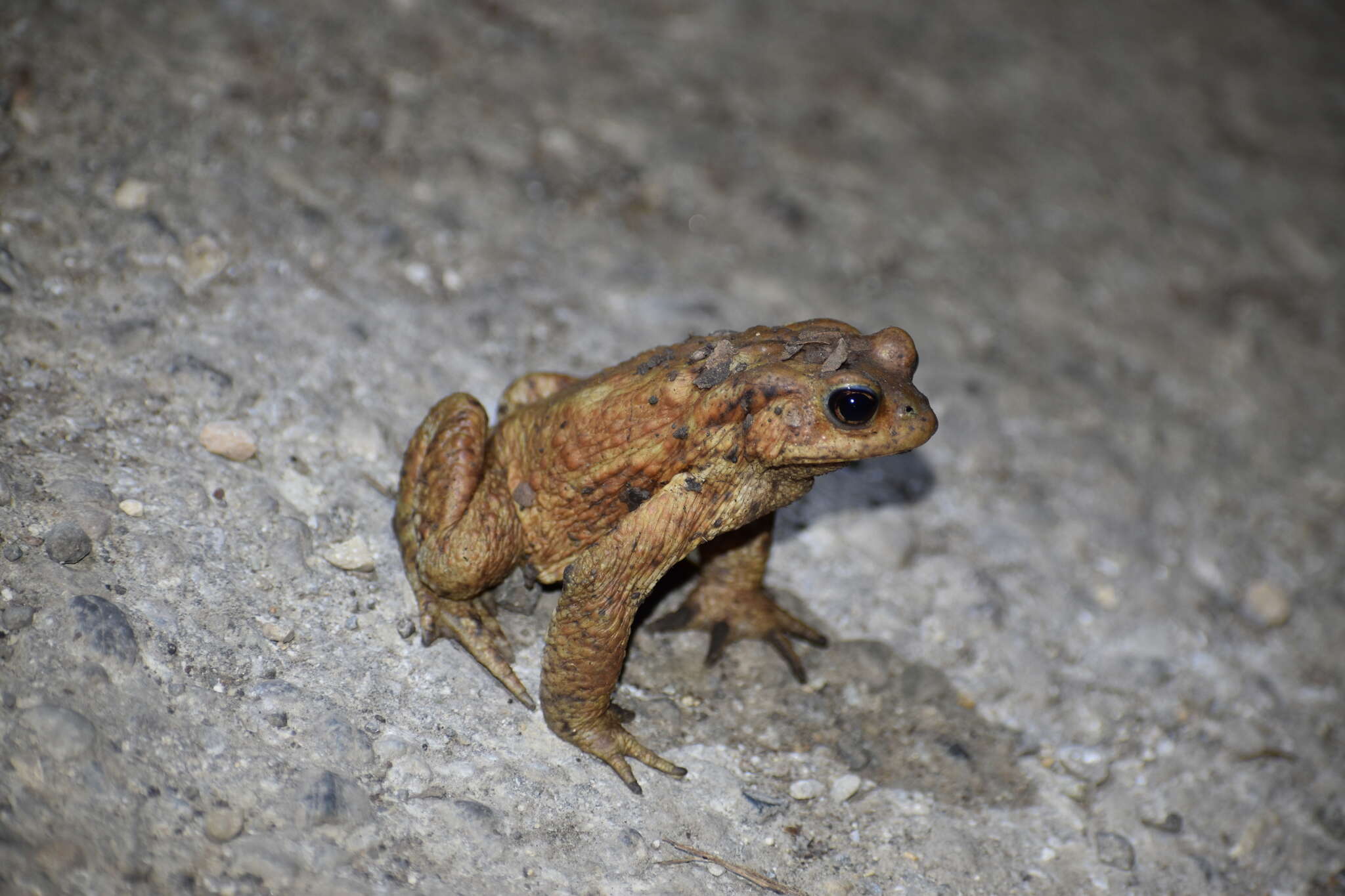 Bufo verrucosissimus (Pallas 1814) resmi