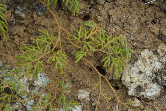 Image of Pseudodiphasium volubile (G. Forst.) Holub