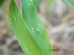 Image of Brazilian Leafhopper