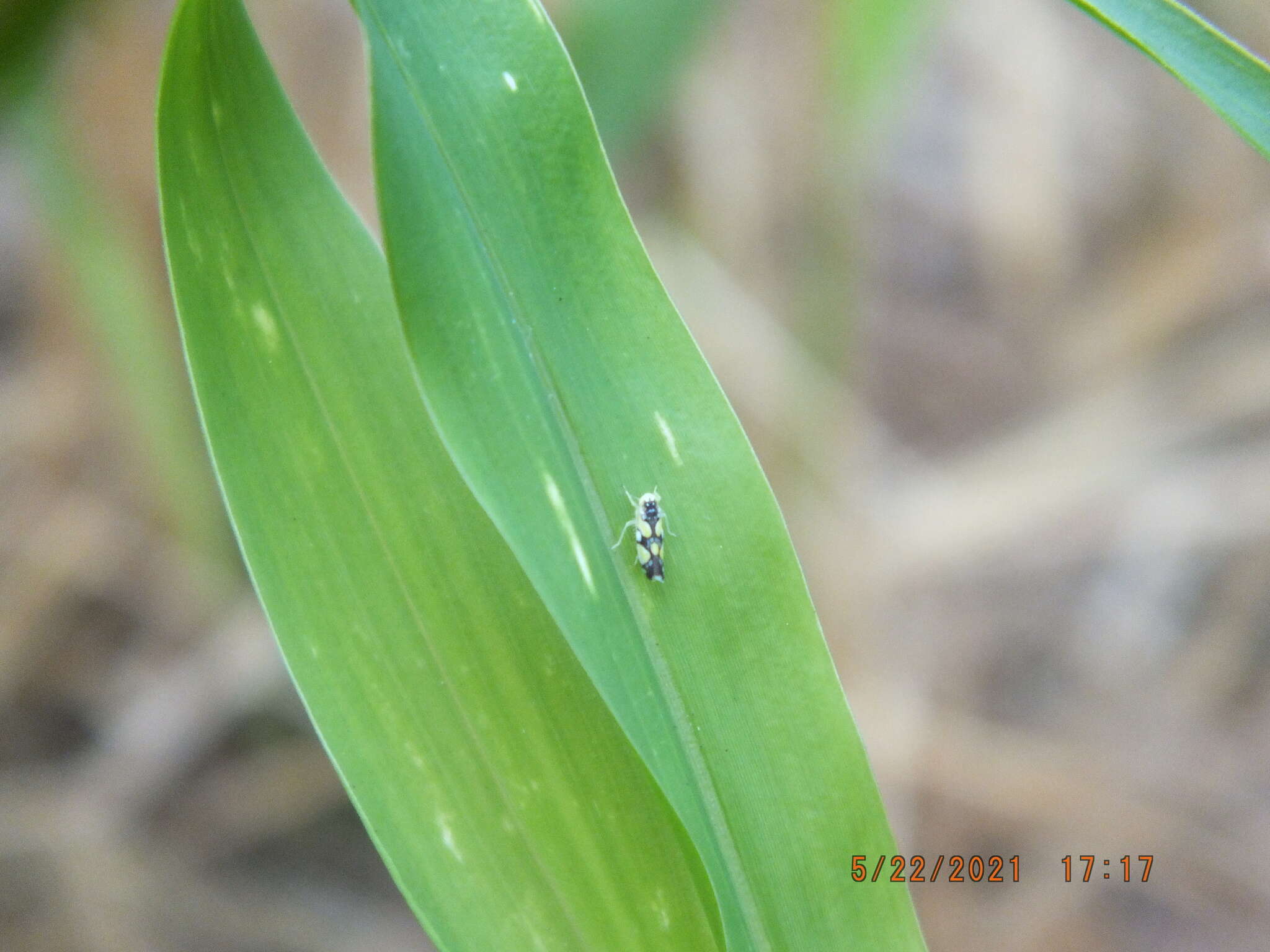 Image of Brazilian Leafhopper