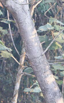 Image of Streak-breasted Woodpecker