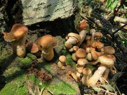 Слика од Armillaria borealis Marxm. & Korhonen 1982