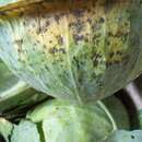 Image of Alternaria brassicae (Berk.) Sacc. 1880