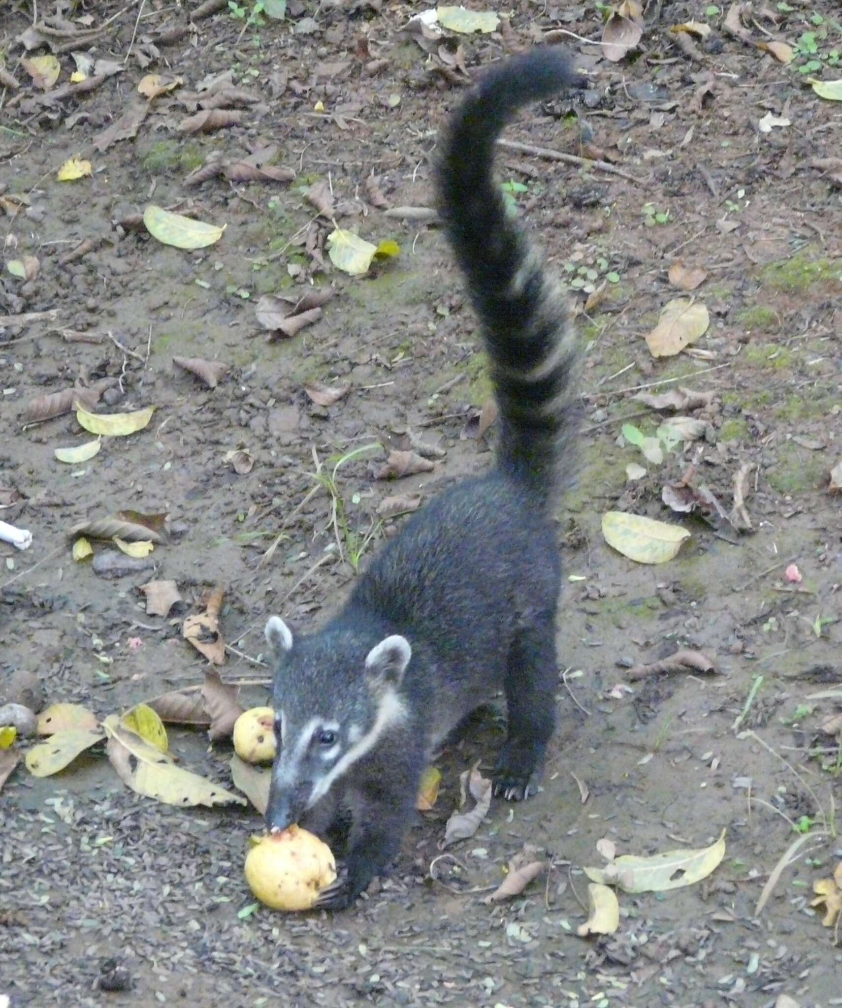 Image of South American Coati