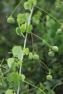 Image of Adenia cissampeloides (Planch. ex Hook.) Harms