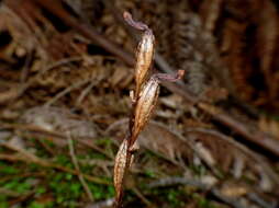 Image of Gastrodia minor Petrie