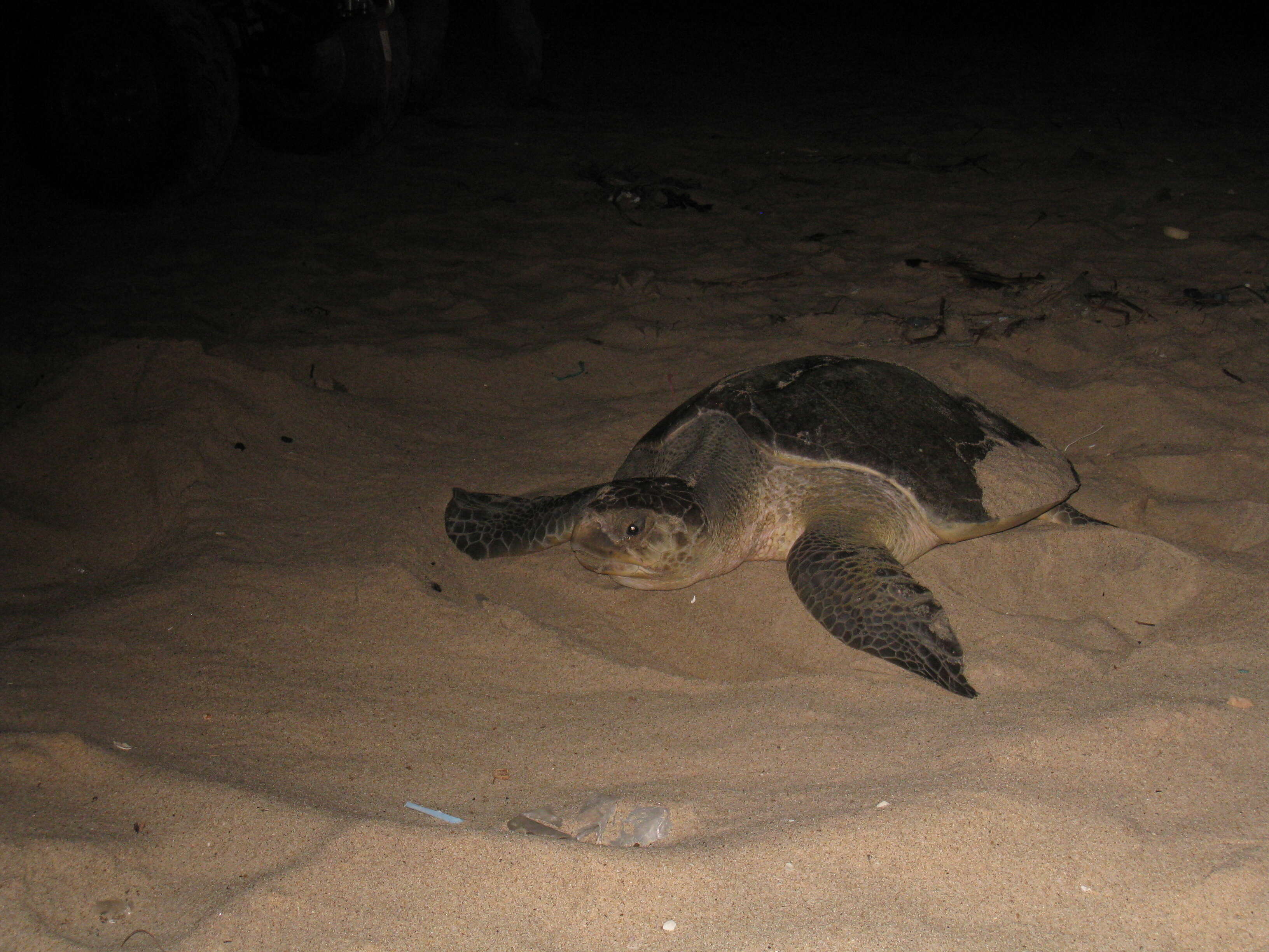 Image of Caretta