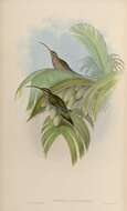 Phaethornis superciliosus (Linnaeus 1766) resmi