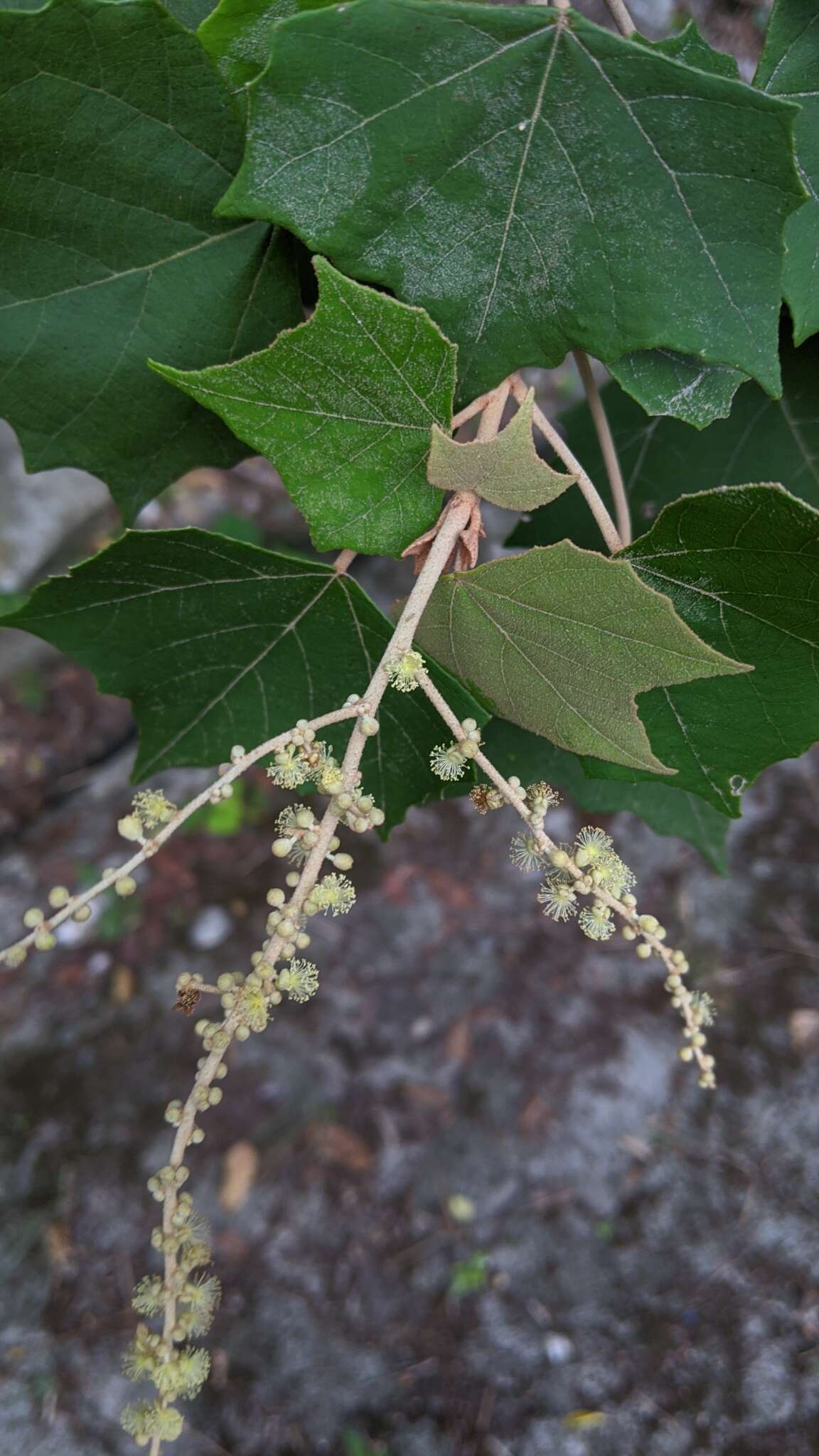 Image de Mallotus paniculatus var. formosanus (Hayata) Hurus.