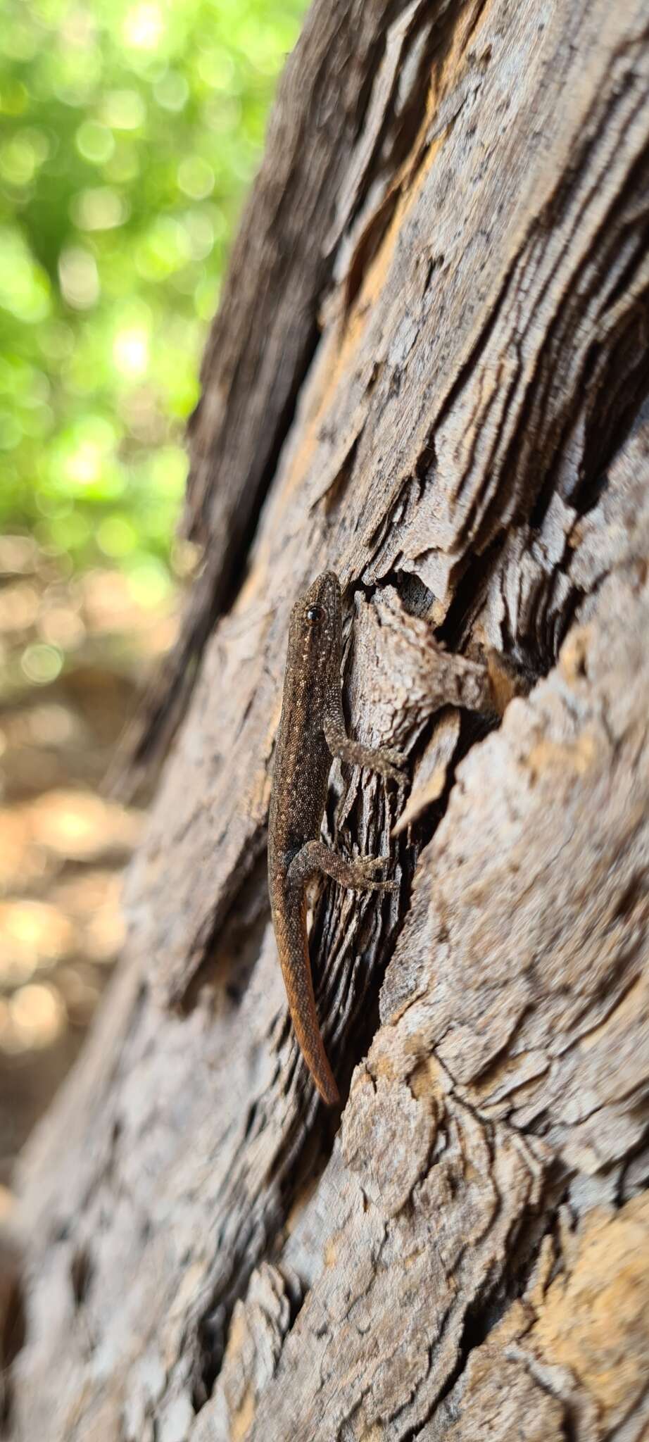 Image of Bradfield's Dwarf Gecko