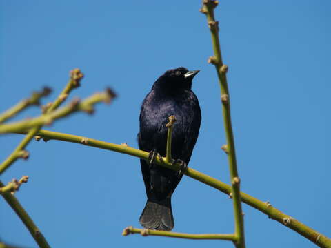 Image of Cowbird