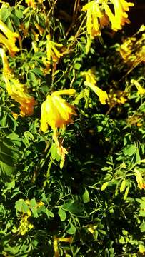 Image of yellow corydalis