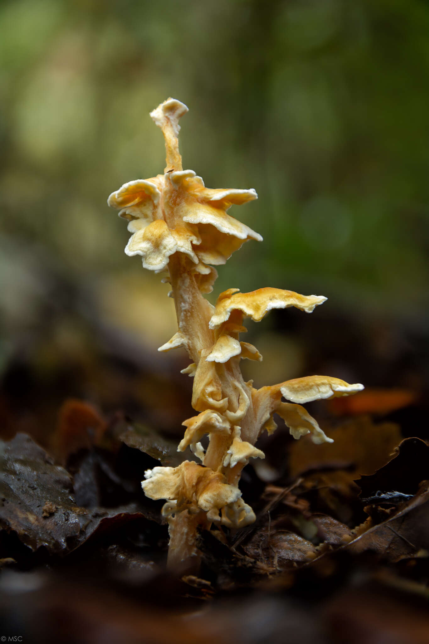 Image of Podoserpula aliweni Sand.-Leiva & Garnica