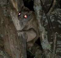 Image of Carolina Flying Squirrel