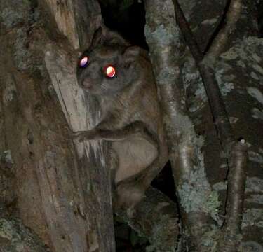 Image of Carolina Flying Squirrel