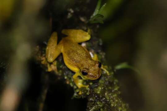 Image of Sipurio Snouted Treefrog