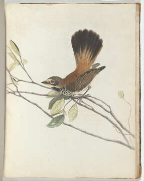 Image of Rufous Fantail