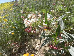 Eremothera boothii subsp. decorticans (Hook. & Arn.) W. L. Wagner & Hoch resmi