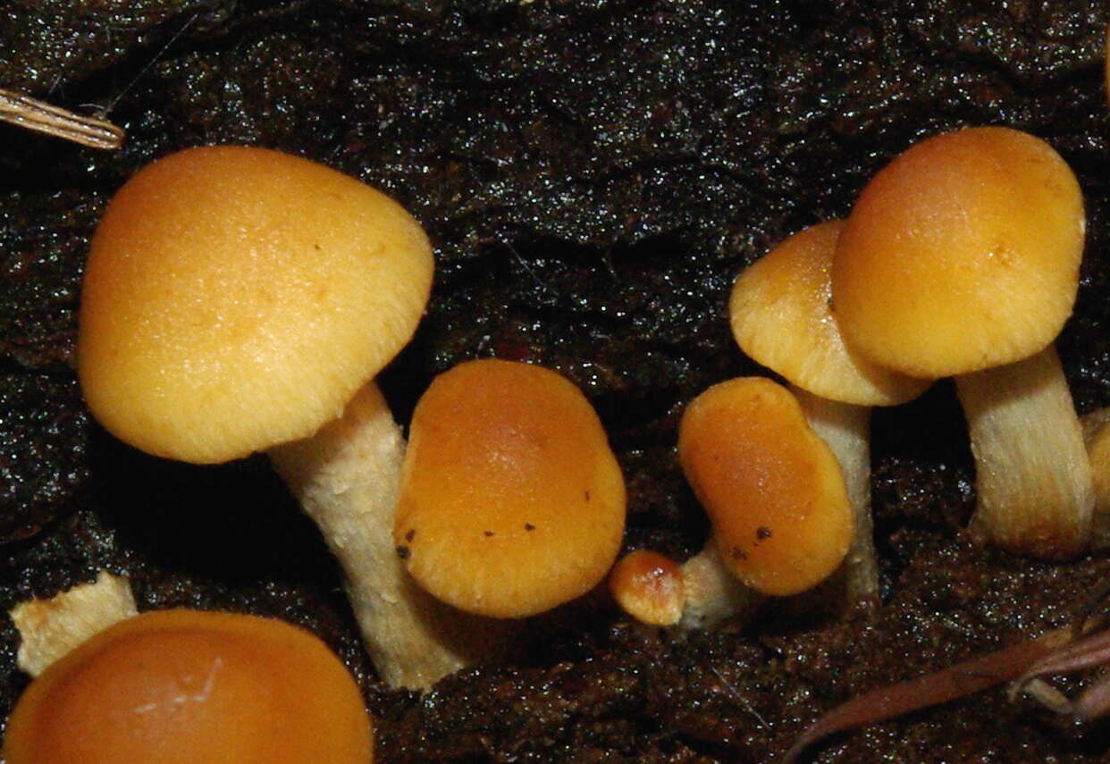 Image of Hypholoma capnoides (Fr.) P. Kumm. 1871